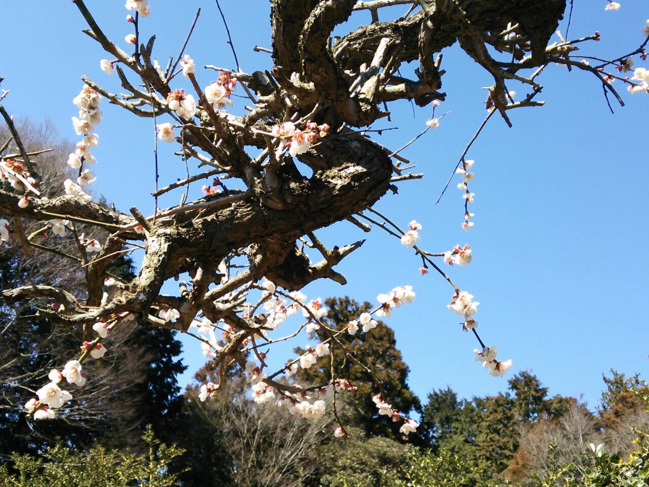 花見の季節！