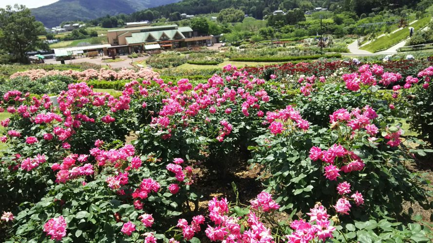 茨城県の花